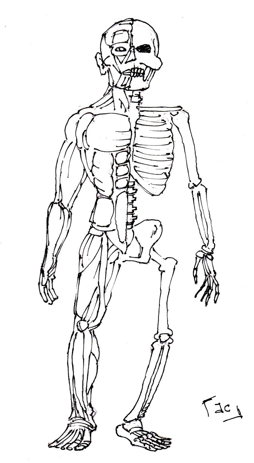 22+ Anatomy Coloring Pages Muscles Gif | Diagram Printabel